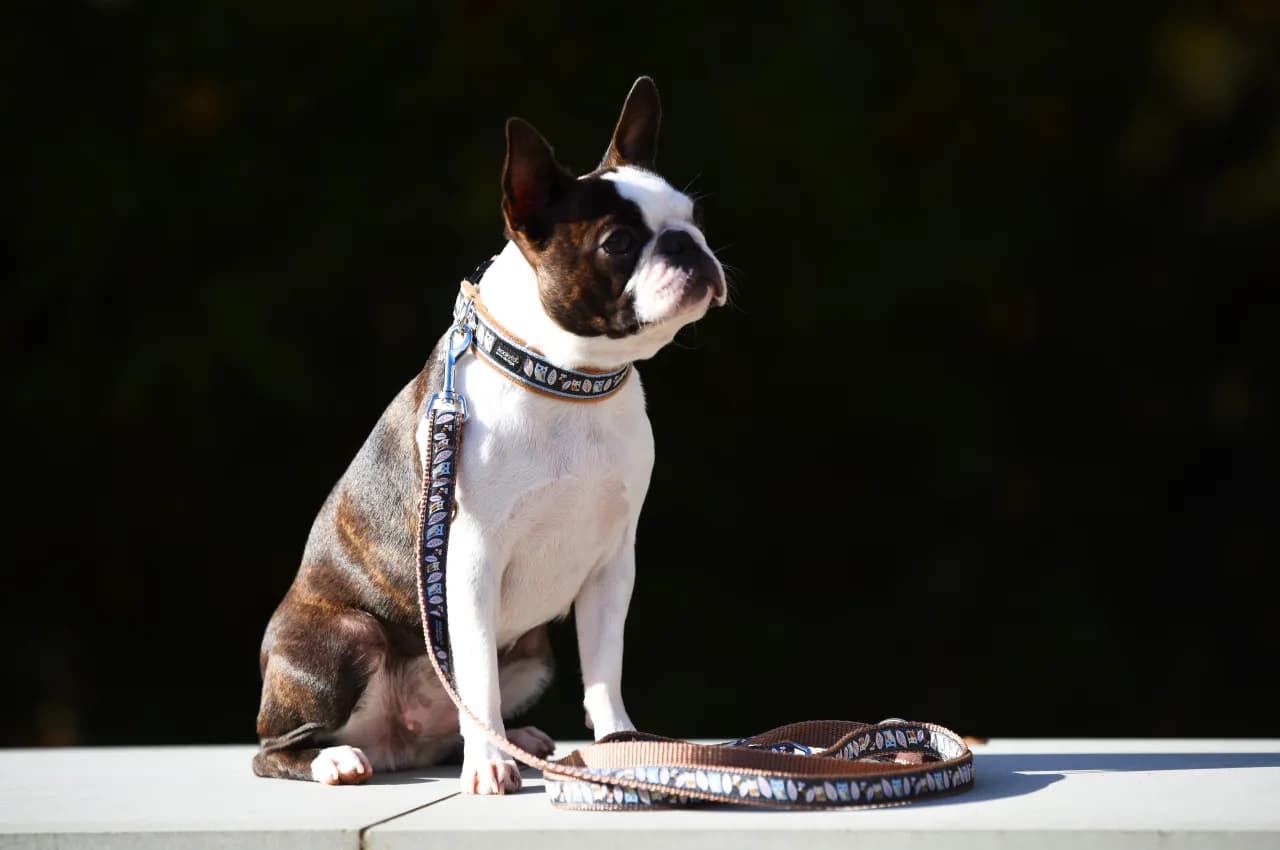 Czy pies powinien nosić obrożę cały czas? Unikaj zagrożeń dla zdrowia