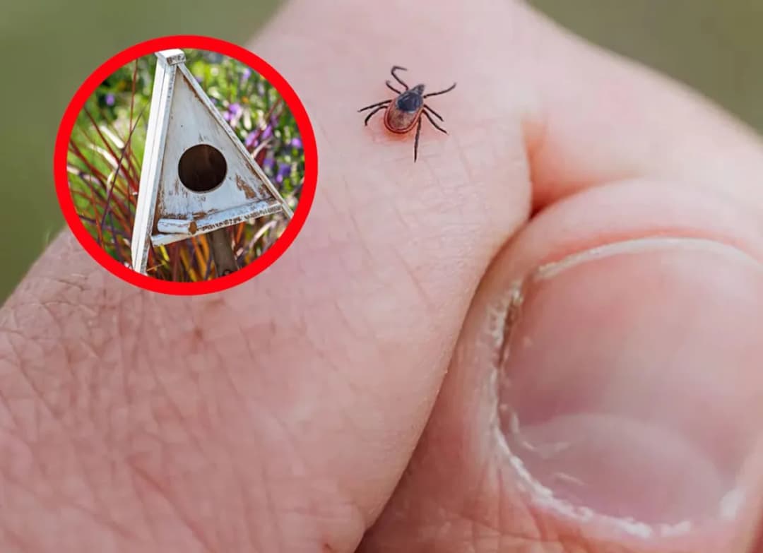 Kto zjada kleszcze? Odkryj naturalnych wrogów tych pasożytów