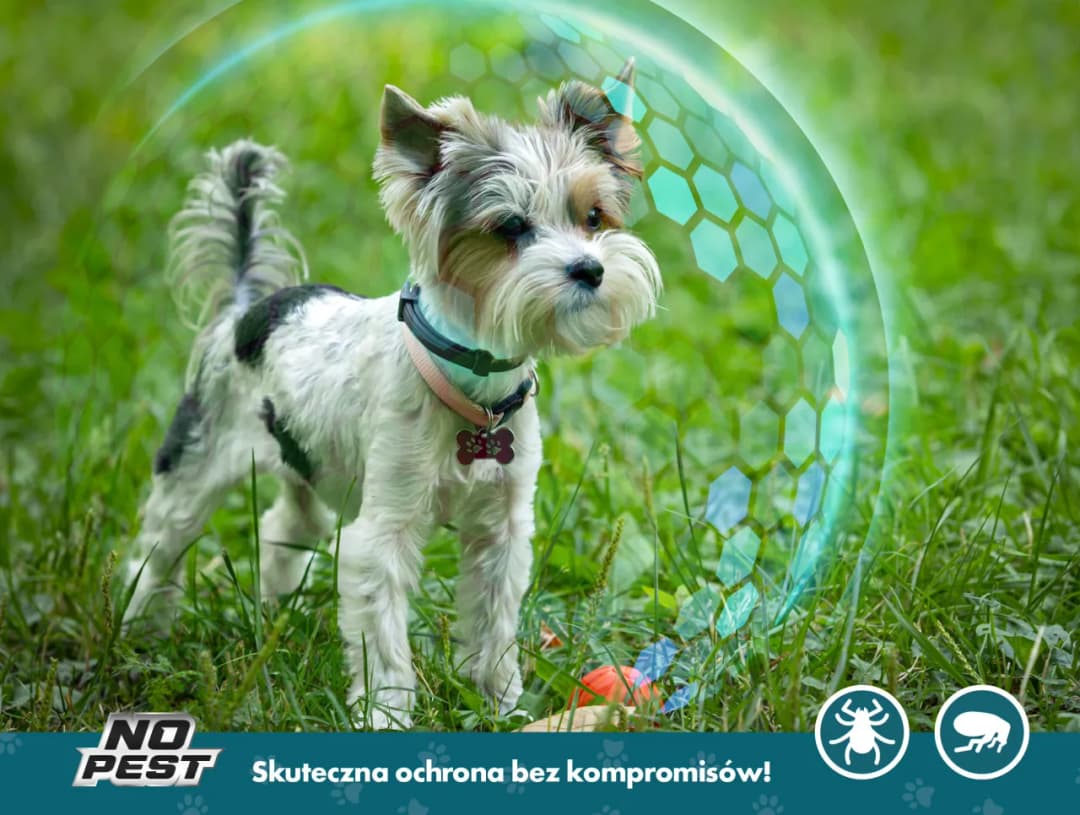 Jaką obrożę przeciw kleszczom dla psa wybrać, by zapewnić bezpieczeństwo?