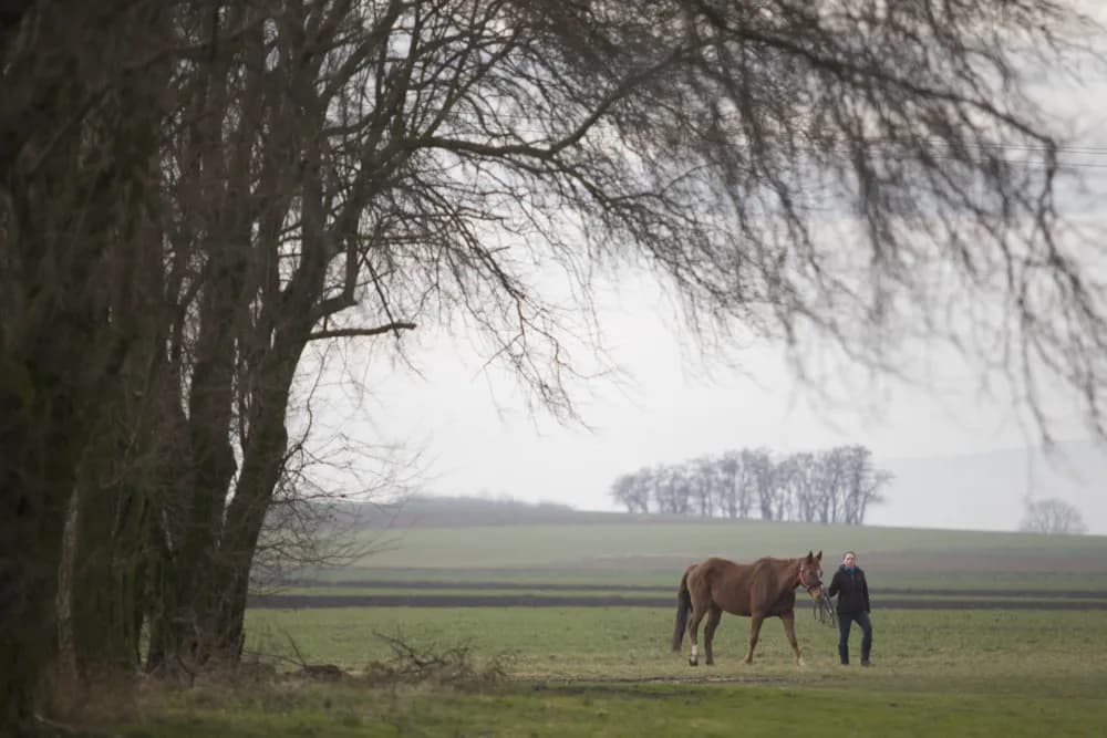 Odrobaczanie konia przed czy po jedzeniu - co wybrać dla zdrowia?