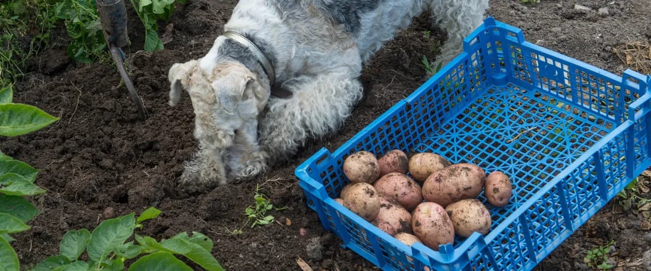 Czy psy mogą jeść surowe ziemniaki? Oto, co musisz wiedzieć o ich bezpieczeństwie