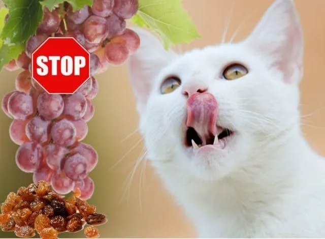 Czy koty mogą jeść winogrona? Poznaj niebezpieczeństwa dla zdrowia