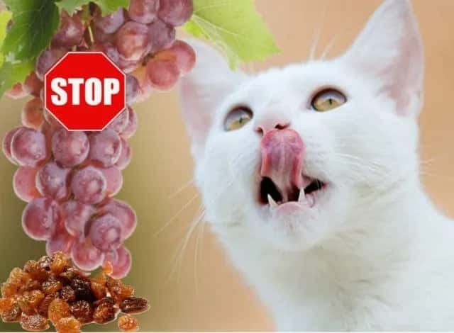 Czy koty mogą jeść winogrona? Poznaj niebezpieczeństwa dla zdrowia