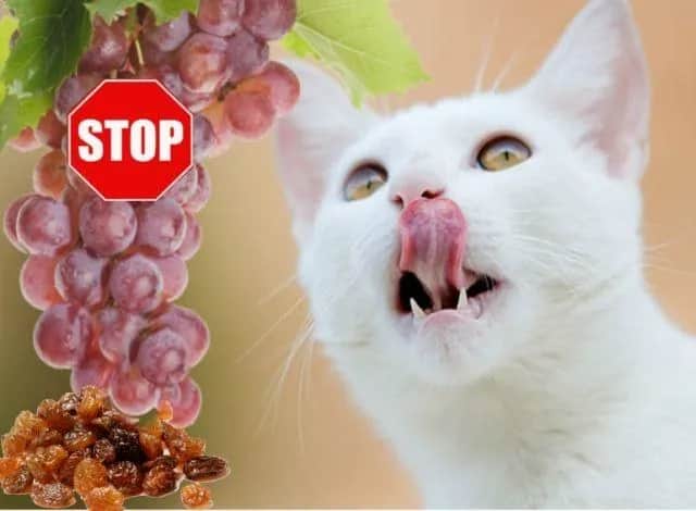 Czy koty mogą jeść winogrona? Poznaj niebezpieczeństwa dla zdrowia