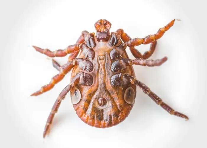 Czy kleszcze są w zimę? Dowiedz się, jak uniknąć zagrożeń