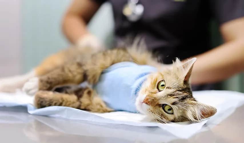 Jak zabrać dzikiego kota do weterynarza bez stresu i bólu