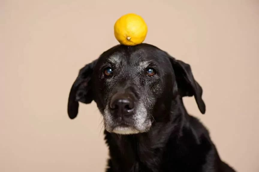 Czy pies może jeść cytrynę? Sprawdź, jakie mogą być skutki!