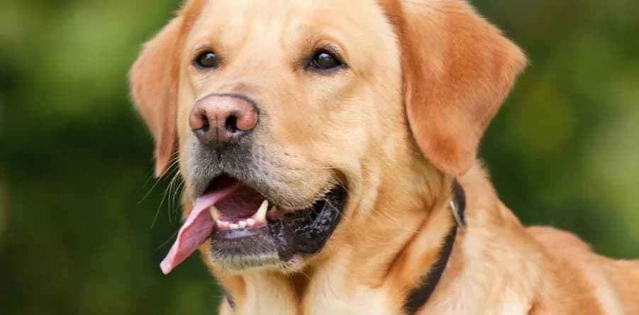 Jaką obrożę dla golden retrievera wybrać, aby zapewnić komfort?