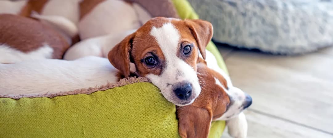 Jak odrobaczać szczeniaka - skuteczne metody i ważne wskazówki