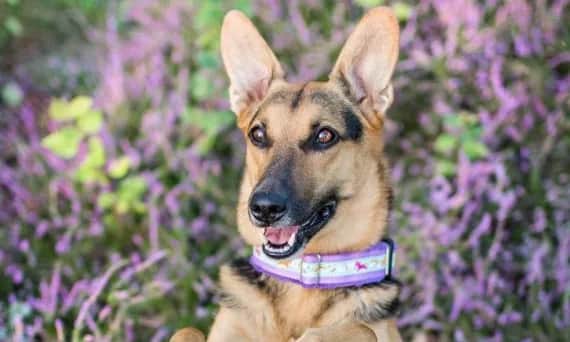 Obroża czy szelki dla owczarka niemieckiego – co wybrać dla psa?