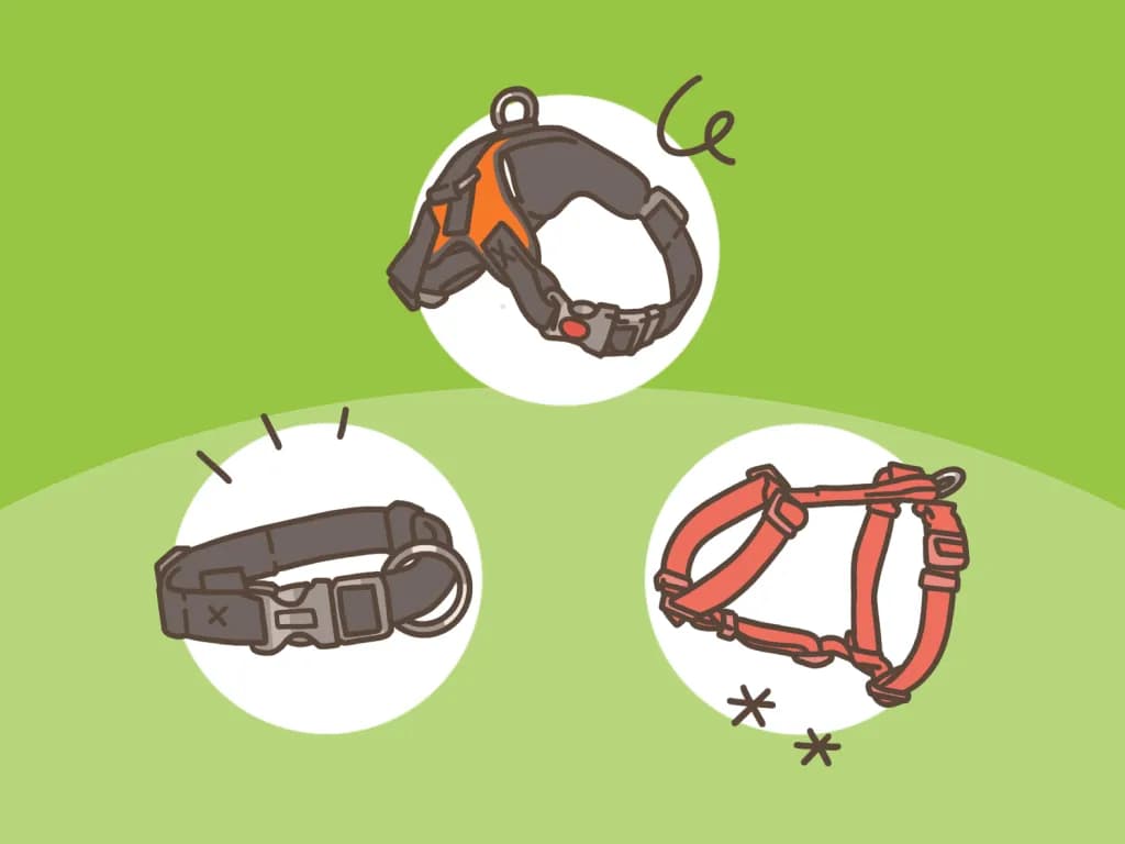 Szelki czy obroża - co wybrać, aby zapewnić psu bezpieczeństwo?