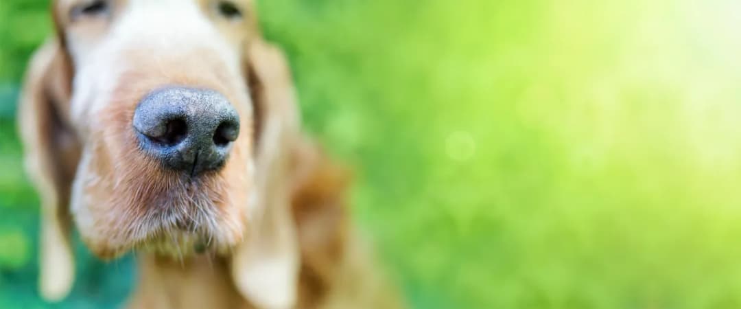 Ile kosztuje odrobaczenie psa u weterynarza? Sprawdź ceny i ukryte koszty