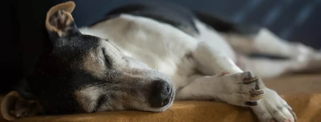 Ile kosztuje uśpienie psa u weterynarza? Poznaj ukryte wydatki