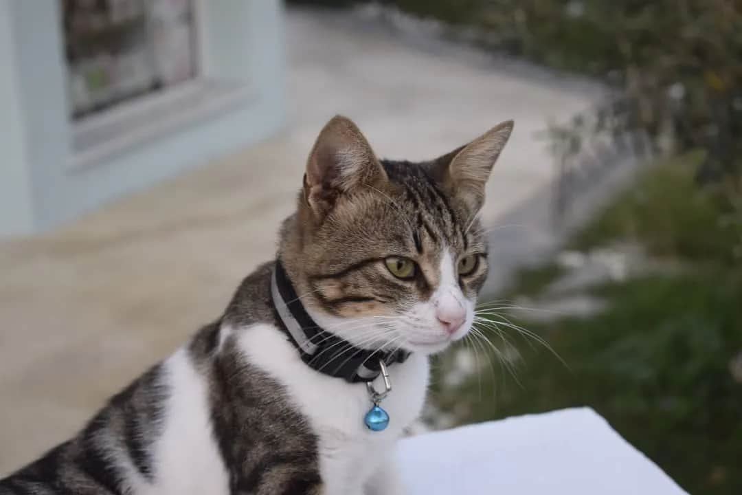 Jak założyć obrożę dla kota, aby uniknąć dyskomfortu i zagrożeń