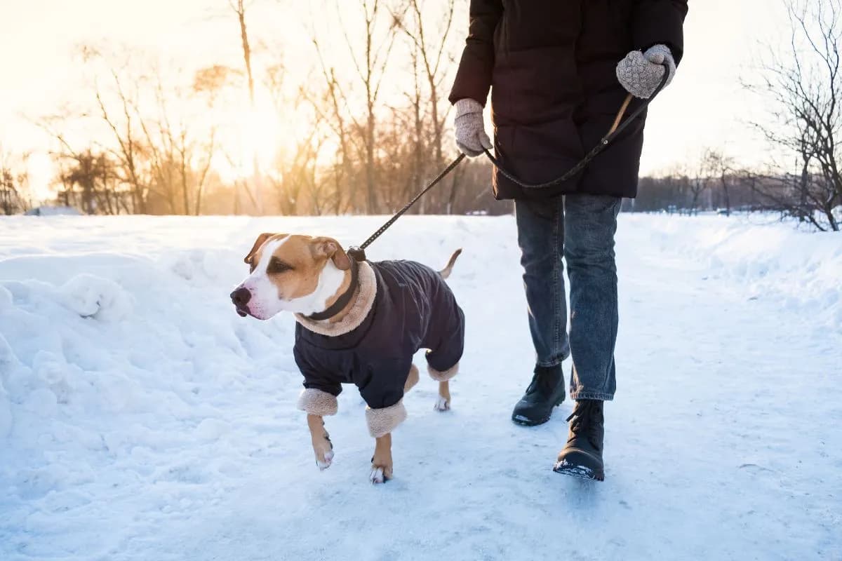 Jaka temperatura zabija kleszcze? Sprawdź, jak ich uniknąć zimą