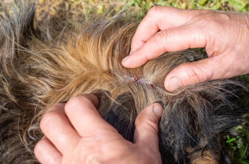 Czy pies może zdechnąć od kleszcza? Dowiedz się, jak go chronić