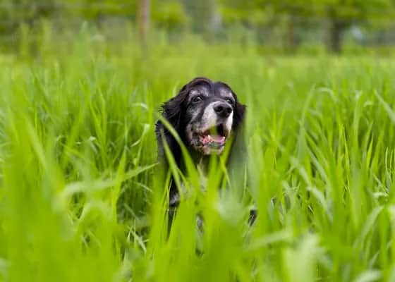 Najlepsza obroża na kleszcze dla psa – uniknij niebezpieczeństw dla zdrowia