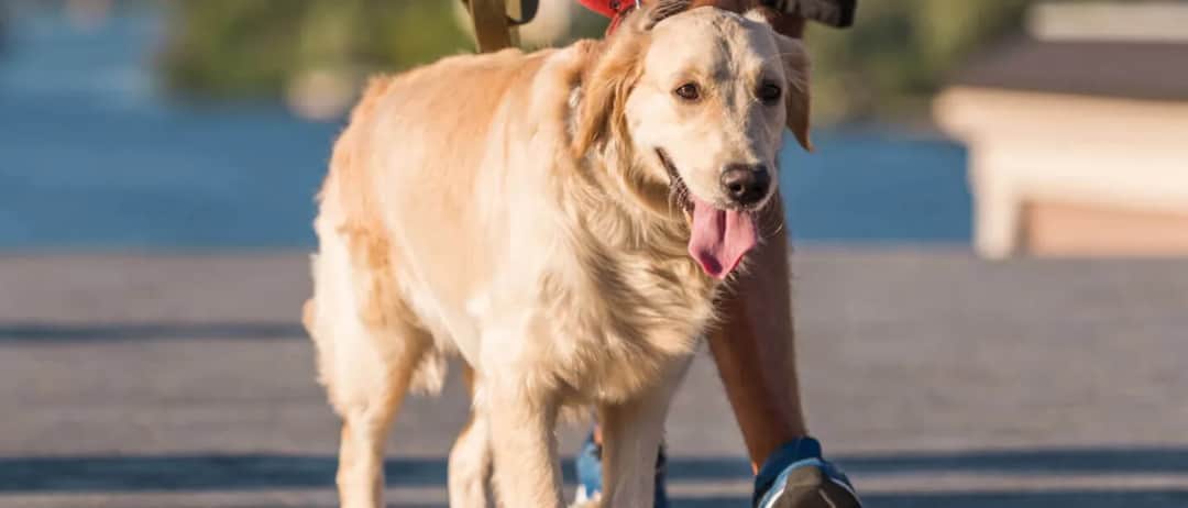 Jak obroża dla szczeniaka goldena może zapewnić komfort i bezpieczeństwo