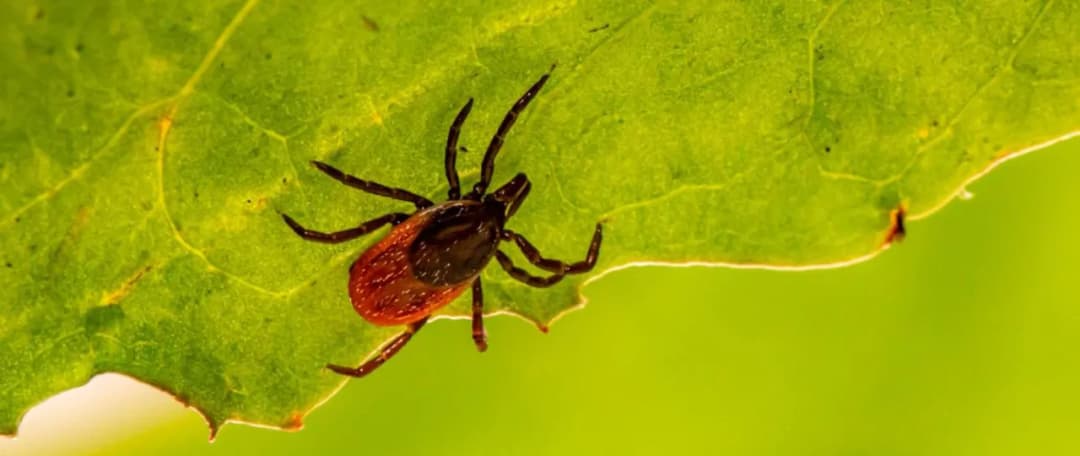 Czy kleszcz to pająk? Odkryj zaskakujące różnice między nimi