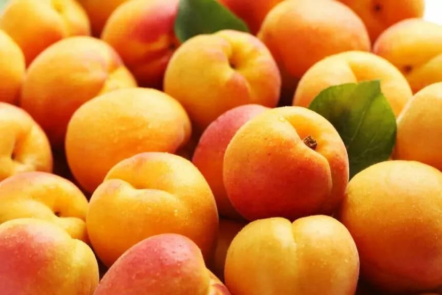 Czy pies może jeść morele? Dowiedz się, co jest niebezpieczne dla psa