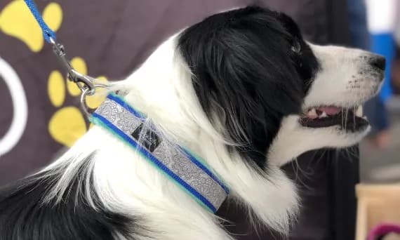 Jaka obroża dla border collie? Wybierz idealną dla swojego psa