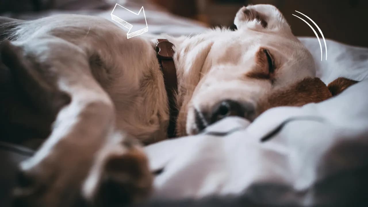 Czym różni się obroża foresto od seresto? Kluczowe informacje i porady