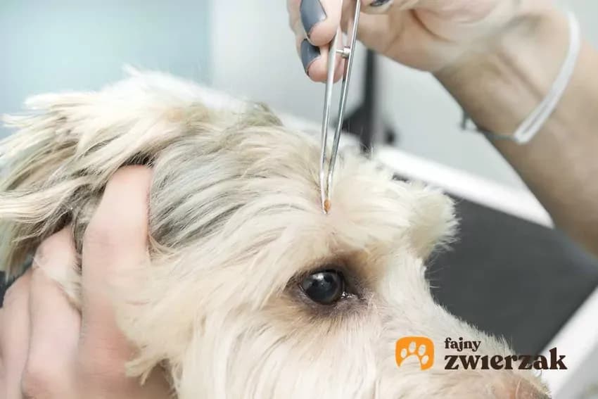 Jak działają krople na kleszcze? Skuteczność i bezpieczeństwo dla zwierząt