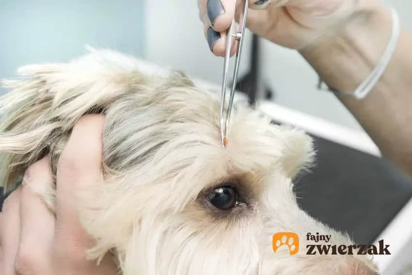 Jak działają krople na kleszcze? Skuteczność i bezpieczeństwo dla zwierząt