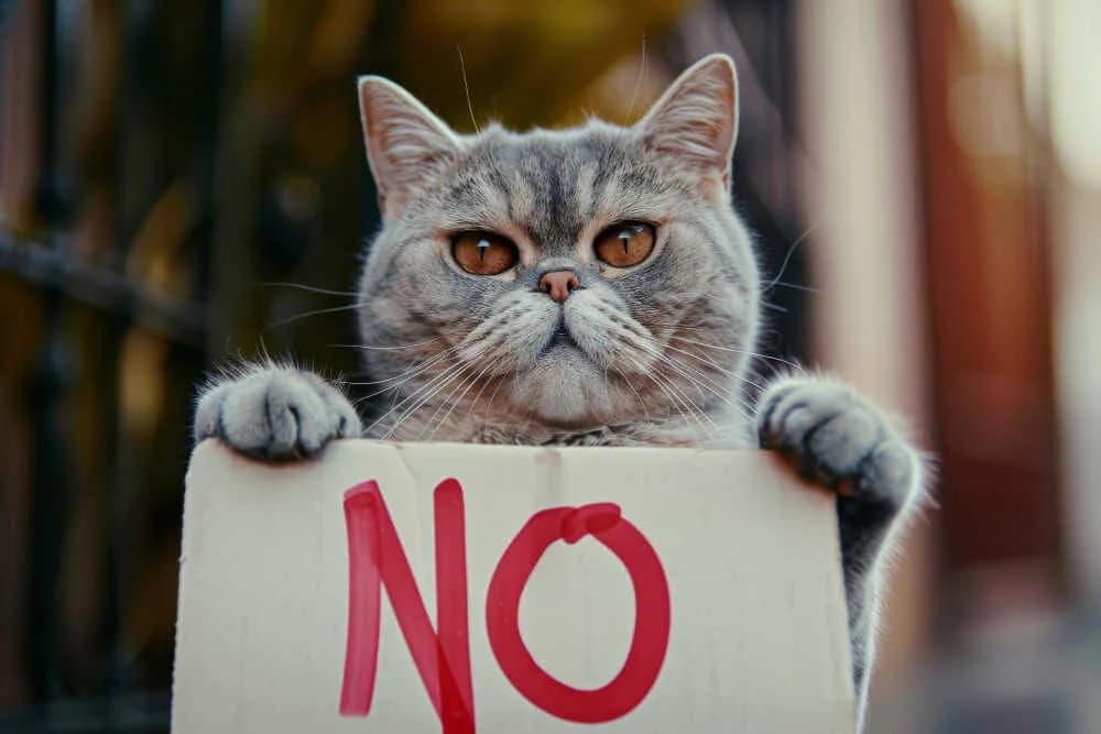 Czy koty mogą jeść mandarynki? Ryzyko i zdrowie Twojego pupila