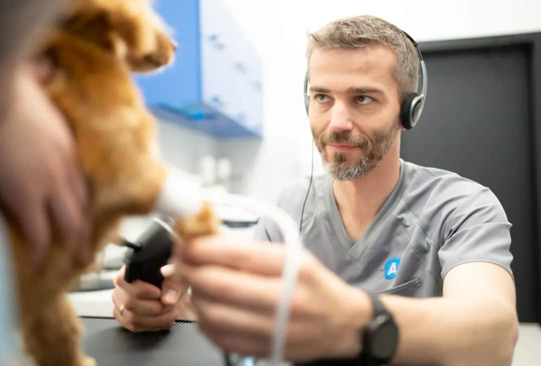 Czym zajmuje się weterynarz? Kluczowe obowiązki i usługi dla zwierząt