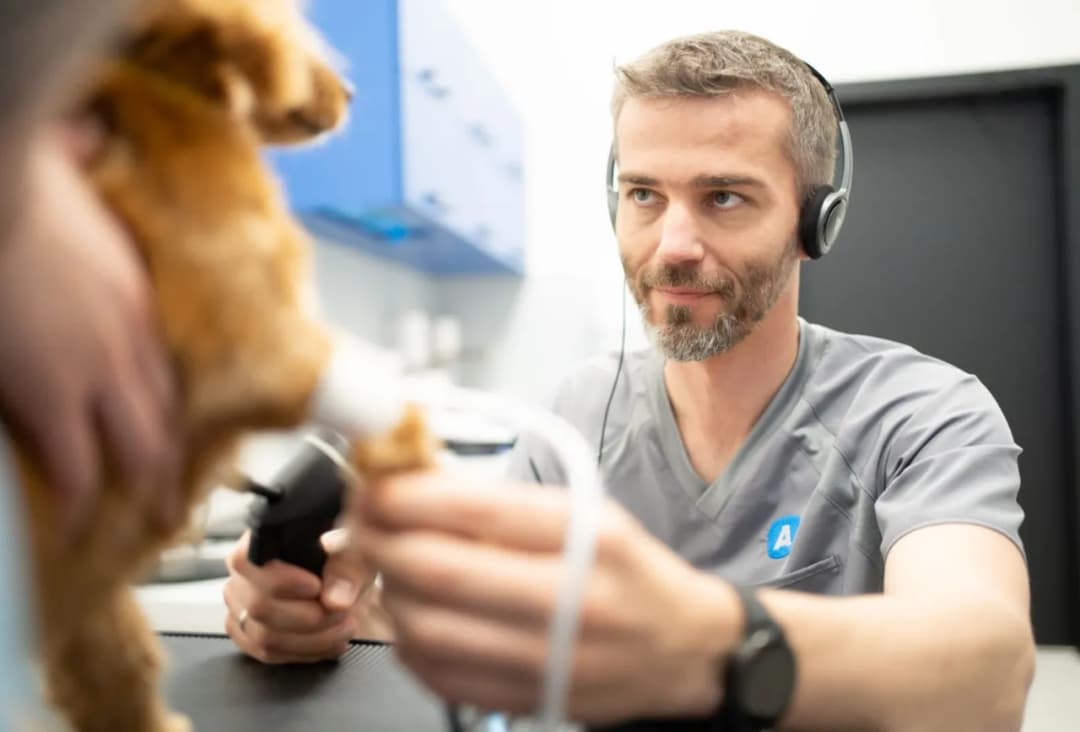 Czym zajmuje się weterynarz? Kluczowe obowiązki i usługi dla zwierząt