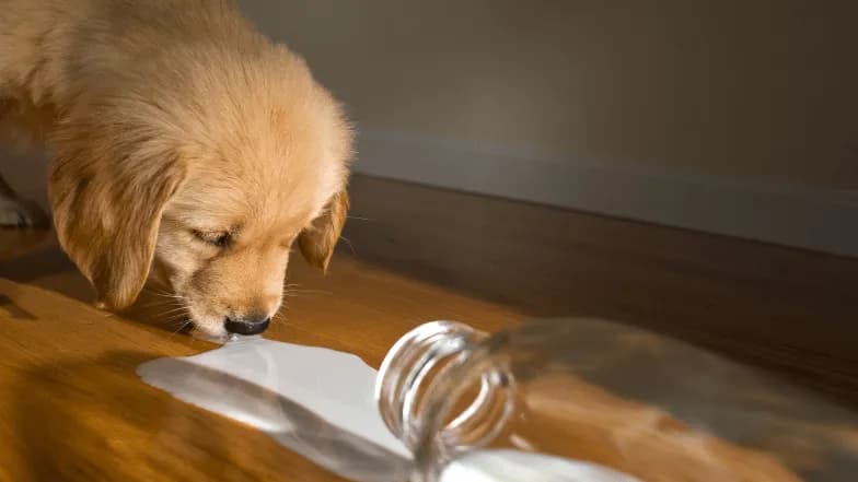 Czy pies może jeść nabiał? Bezpieczne produkty i objawy nietolerancji