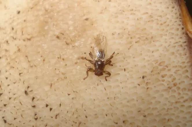 Czy kleszcze latają? Odkryj prawdę o tych groźnych pasożytach