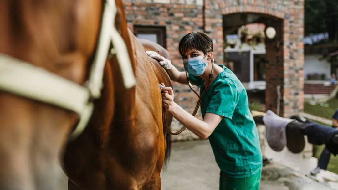 Ile kosztuje weterynarz dla konia? Zaskakujące ceny i porady na przyszłość