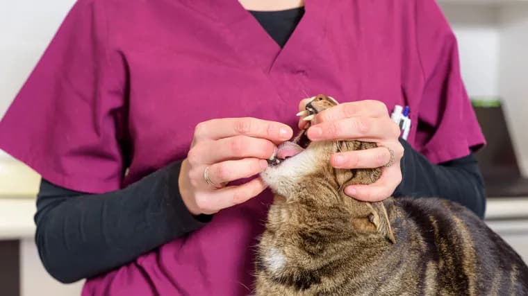 Jak działa tabletka na odrobaczanie kota i co musisz wiedzieć