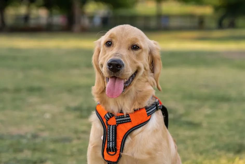 Obroża czy szelki dla golden retrievera - co wybrać, by uniknąć problemów?
