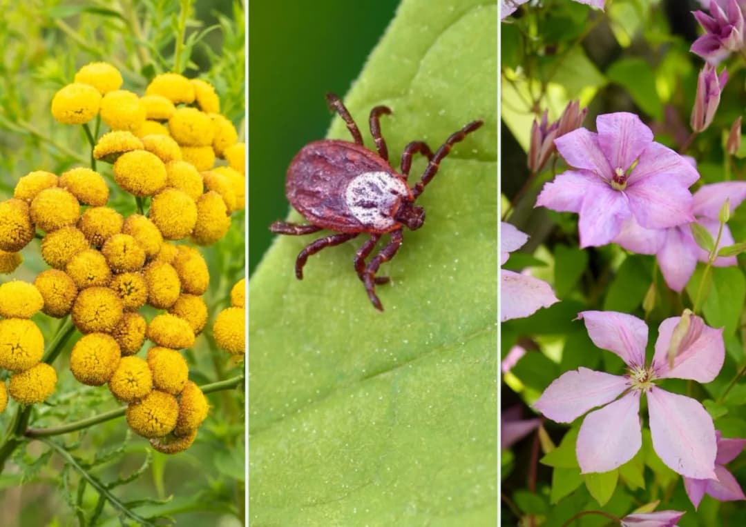 Jakich roślin nie lubią kleszcze? Odkryj naturalne repelenty do ogrodu