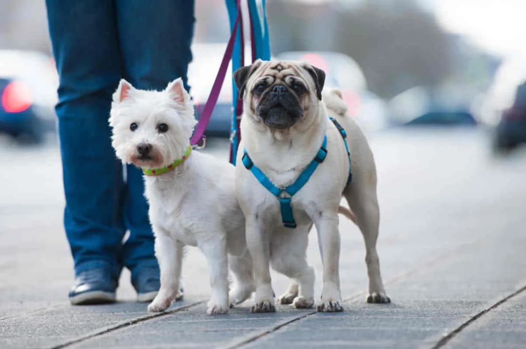 Co lepsze dla szczeniaka: obroża czy szelki - uniknij błędów w wyborze