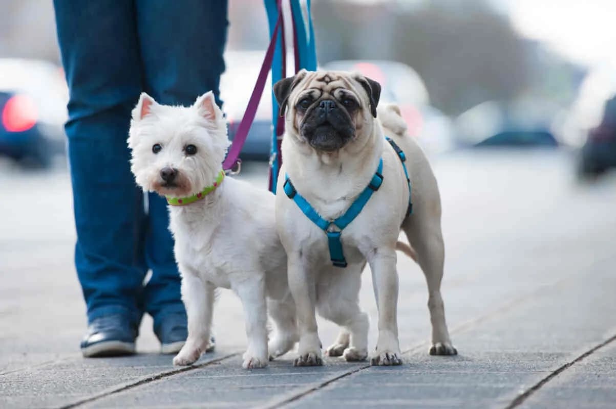 Co lepsze dla szczeniaka: obroża czy szelki - uniknij błędów w wyborze