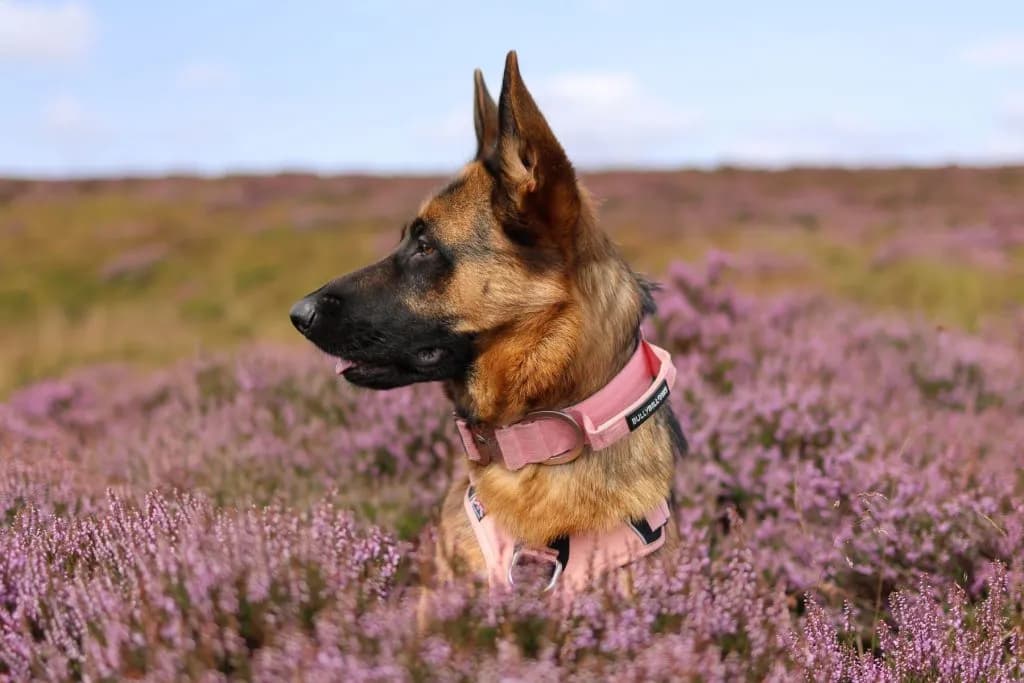 Jak wybrać idealną obrożę dla szczeniaka, aby zapewnić komfort i bezpieczeństwo