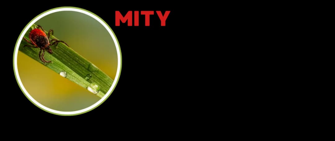 Ile kleszczy przenosi boreliozę i jak się przed nimi chronić