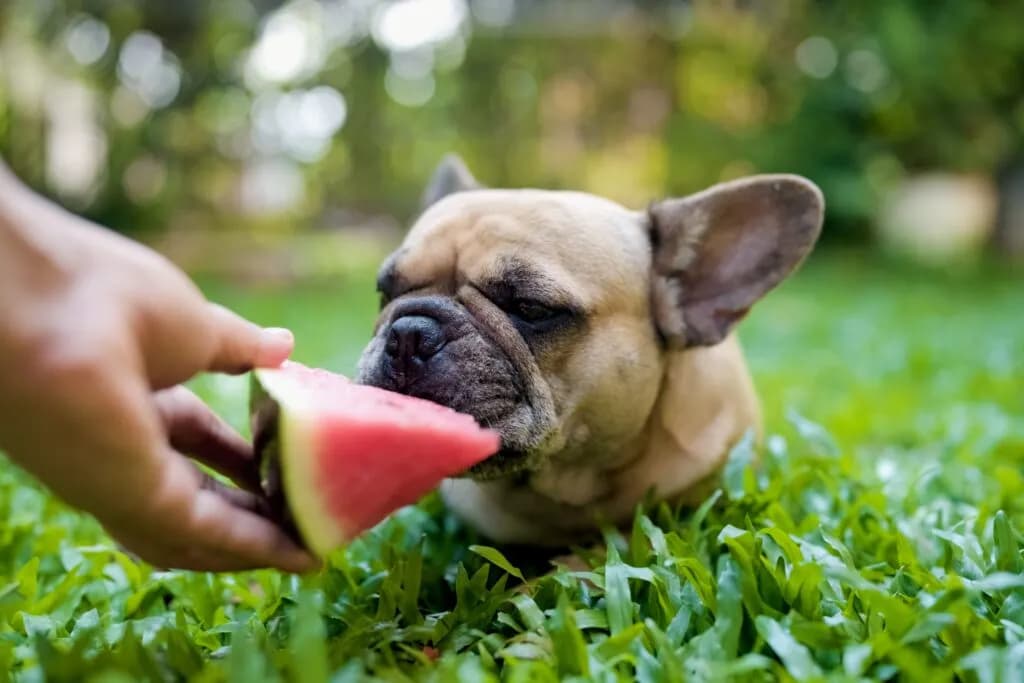 Czy psy mogą jeść warzywa? Bezpieczne i szkodliwe opcje dla psów