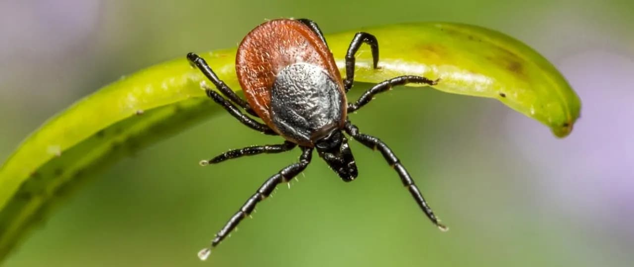 Kiedy pojawiają się kleszcze i jak się przed nimi chronić?