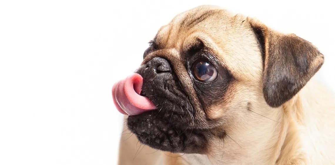 Czy pies może jeść żelki? Dowiedz się, co może mu zaszkodzić