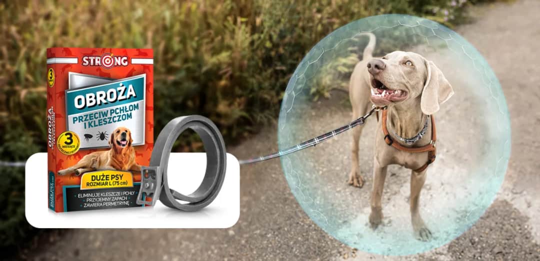 Najlepsza obroża na kleszcze, która skutecznie chroni Twojego pupila