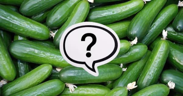 Czy pies może jeść ogórki gruntowe? Sprawdź, co musisz wiedzieć