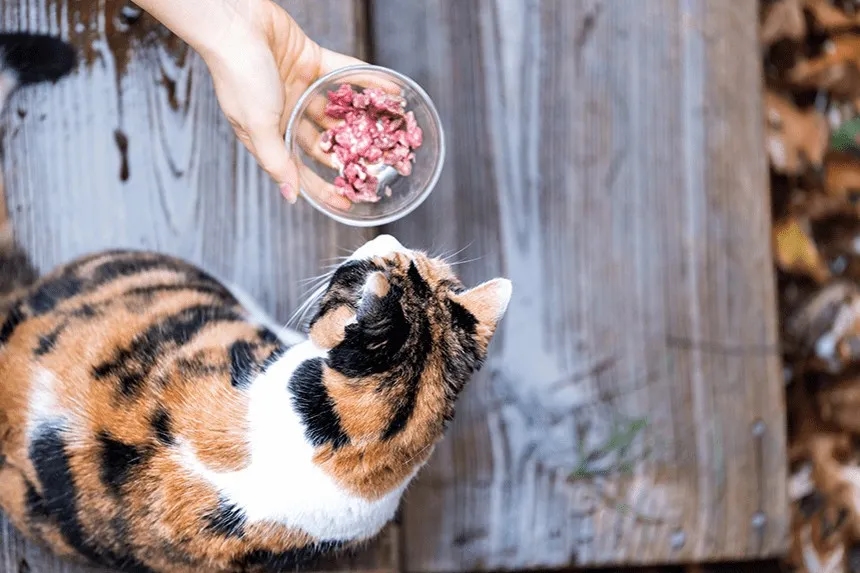Czy koty mogą jeść surowe mięso? Poznaj ryzyka i korzyści diety