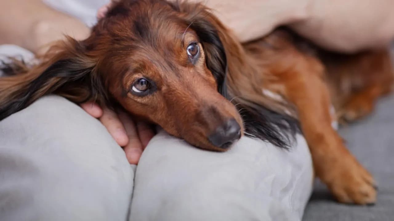 Czy pies może jeść pasztet? Sprawdź, co może mu zaszkodzić