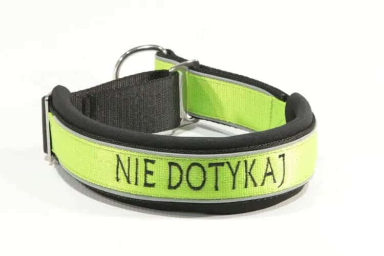 Najlepsza obroża dla dużego psa - jak uniknąć nieodpowiedniego wyboru