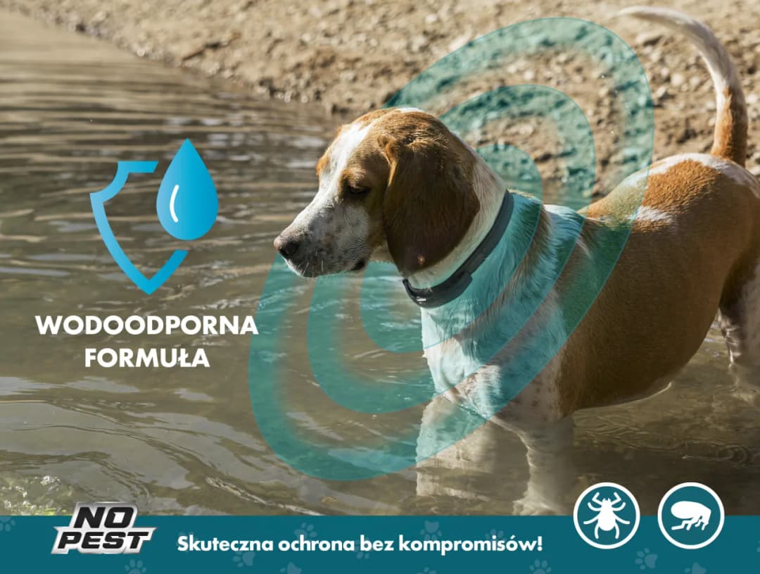 Czy obroża na pchły jest skuteczna? Sprawdź, co mówią właściciele zwierząt